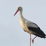 Pustane